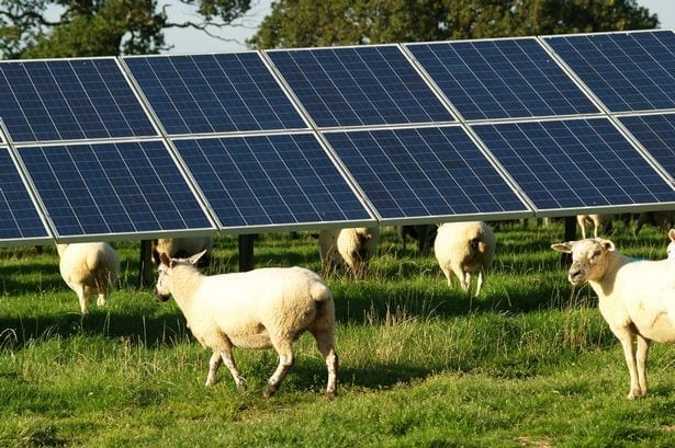 sheep and solar panels